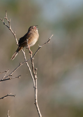 Botteri's Sparrow (Peucaea botterii)