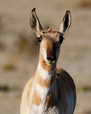 Pronghorn (Antilocapra americana)	