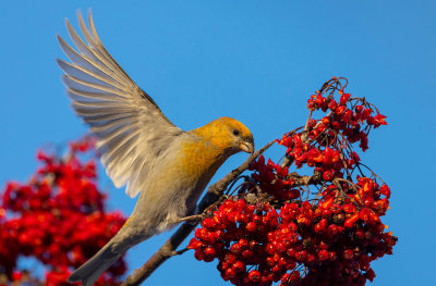 Pine Grosbeak (Pinicola enucleator)