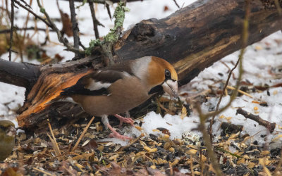 Hawfinch (Coccothraustes coccothraustes)