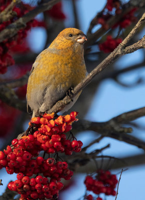 Pine Grosbeak (Pinicola enucleator)