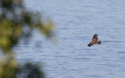 Western Marsh Harrier (Circus aeruginosus)