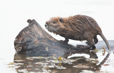 Coypu (Myocastor coypus)