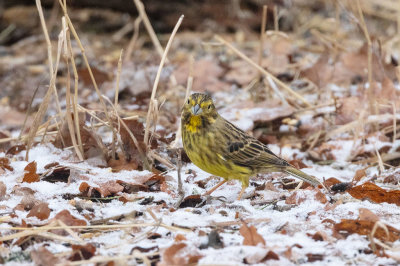Yellowhammer (Emberiza citrinella)