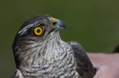 Eurasian Sparrowhawk (Accipiter nisus)