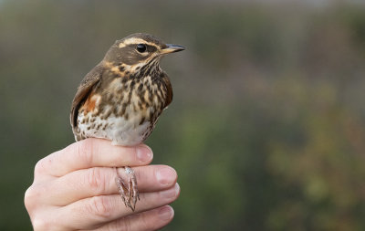 Redwing (Turdus iliacus)