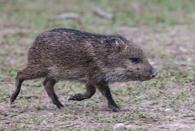 Collared Peccary (Pecari tajacu)