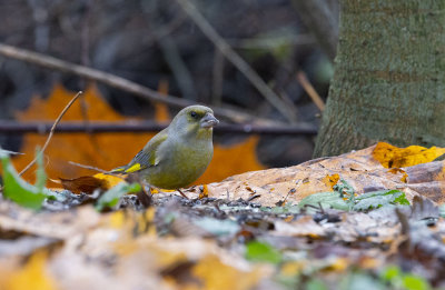 European Greenfinch (Chloris chloris)