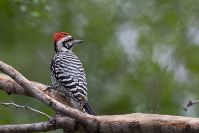 Ladder-backed Woodpecker (Picoides scalaris)