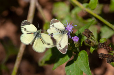 Dainty Sulphur (Nathalis iole)