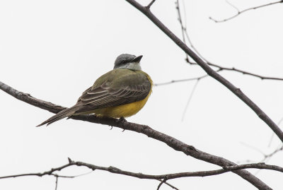 Couchs Kingbird (Tyrannus couchii)