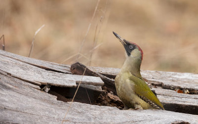 European Green Woodpecker (Picus viridis)