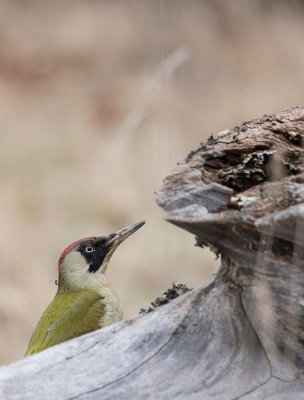 European Green Woodpecker (Picus viridis)