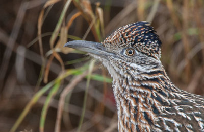 Greater Roadrunner (Geococcyx californianus)