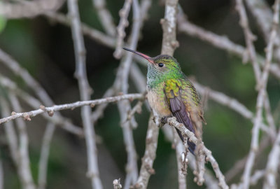 Buff-bellied Hummingbird (Amazilia yucatanensis)	