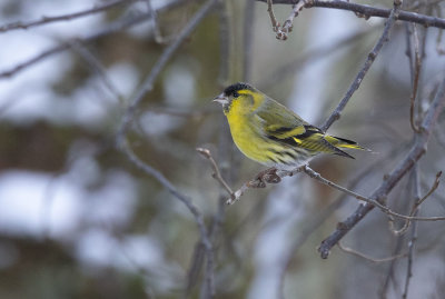 Eurasian Siskin (Spinus spinus)