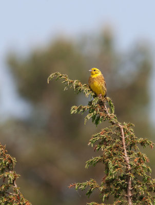 Yellowhammer (Emberiza citrinella)