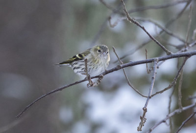Eurasian Siskin (Spinus spinus)