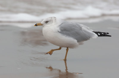 Ring-billed Gull (Larus delawarensis)