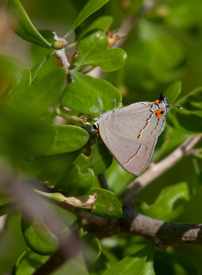 Marius Hairstreak (Rekoa marius)