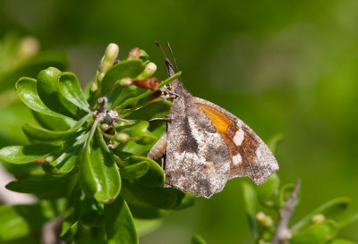 American Idia Moth (Libytheana carinenta)