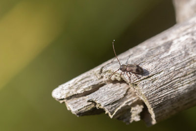 Lindgrenbock (Exocentrus lusitanus)