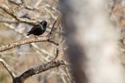 Common Starling (Sturnus vulgaris)