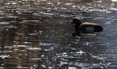 Red-crested Pochard (Netta rufina)	