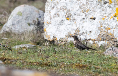 Ring Ouzel (Ring Ouzel)