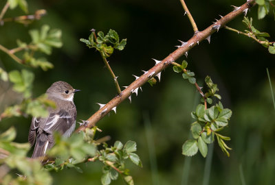 European Pied Flycatcher (Ficedula hypoleuca)