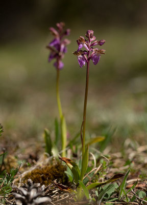 Alpnycklar (Orchis spitzelii)