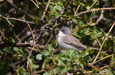 Lesser Whitethroat (Curruca curruca)