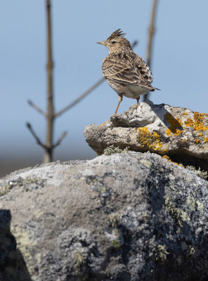 Eurasian Skylark (Alauda arvensis)