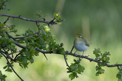 Wood Warbler (Phylloscopus sibilatrix)