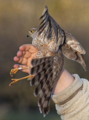 Eurasian Sparrowhawk (Accipiter nisus)	