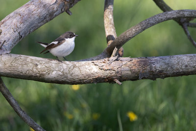 European Pied Flycatcher (Ficedula hypoleuca)