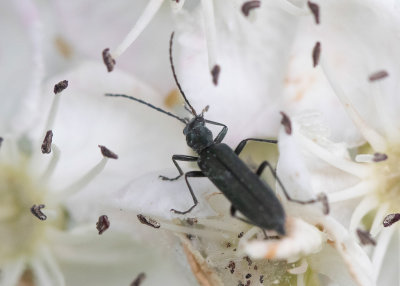 Matt blombagge (Ischnomera cinerascens)