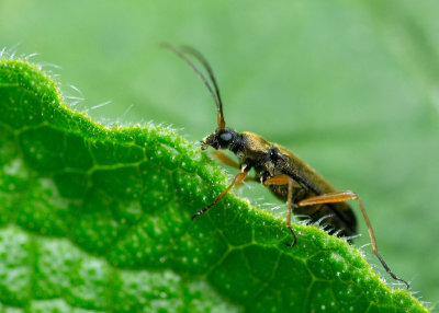 Gulbent grenbock (Grammoptera ustulata)	