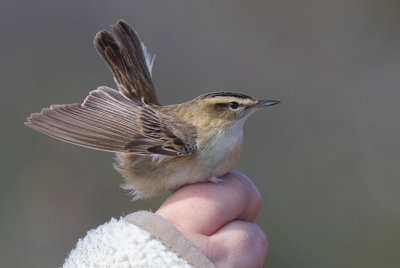 Sedge Warbler (Acrocephalus schoenobaenus)