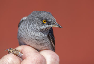 Birds in Sweden – in the hand