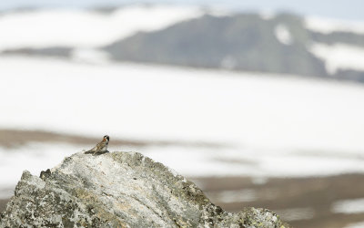 Lapland Longspur (Calcarius lapponicus)