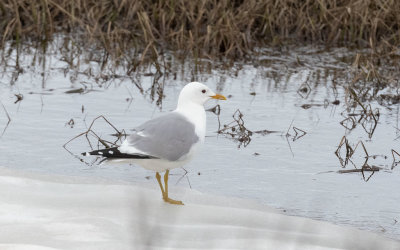 Common Gull (Larus canus)