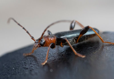 Vedspegelbock (Phymatodes testaceus)