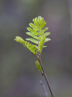 Rnn (Sorbus aucuparia)	