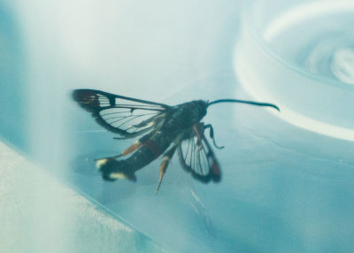 Myrlik glasvinge (Synanthedon formicaeformis)