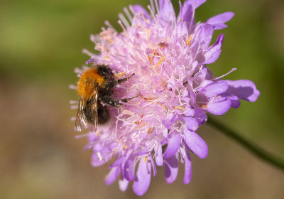 Hushumla (Bombus hypnorum)