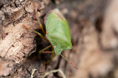 Grön bärfis (Palomena prasina)