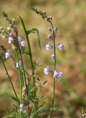 Strimsporre (Linaria repens)	