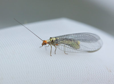 Guldögonslända (Nothochrysa fulviceps)