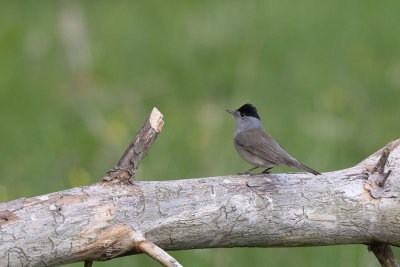 Eurasian Blackcap (Sylvia atricapilla)